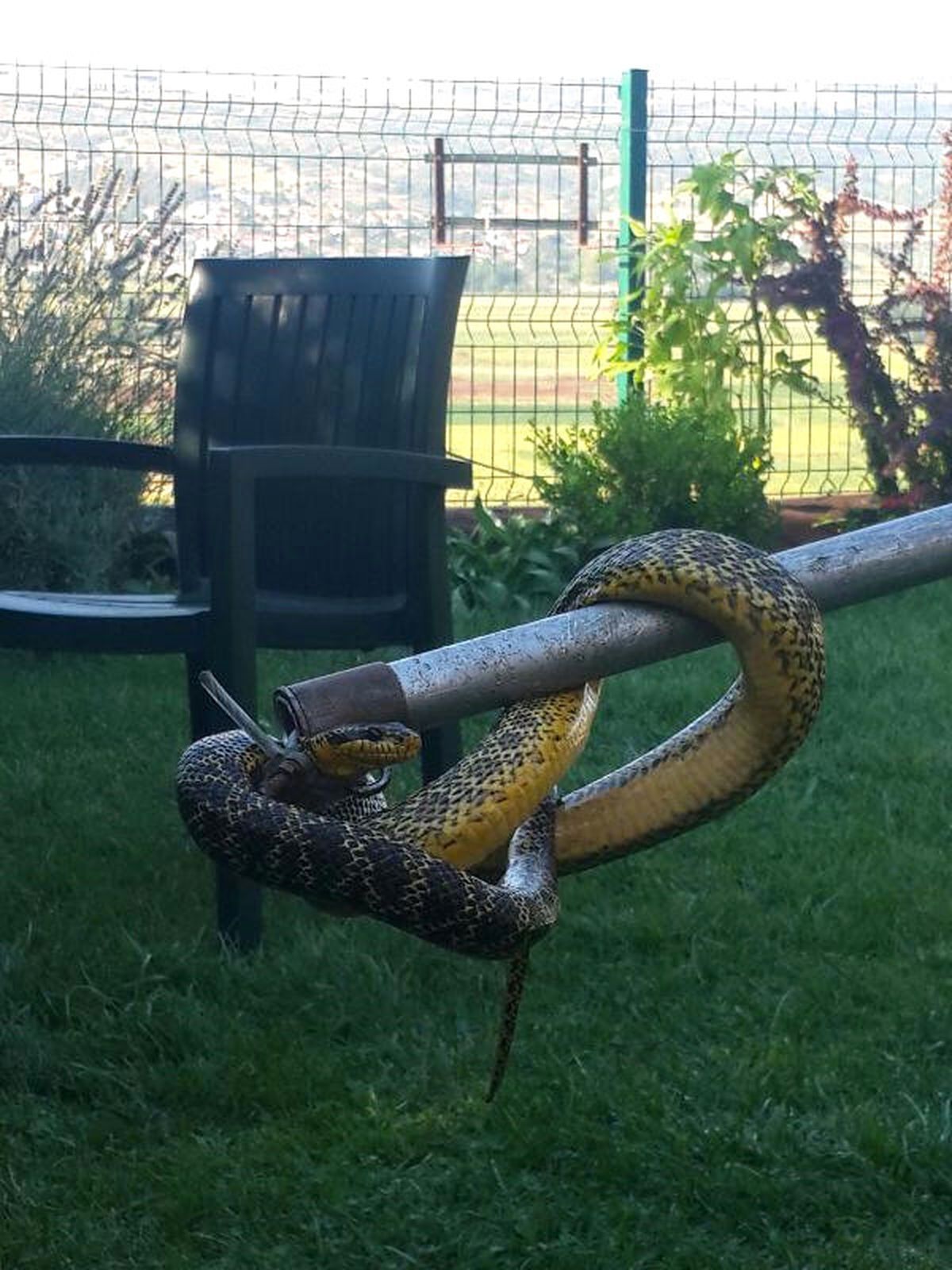 Kuş Yuvasından 2 Metrelik Yılan Çıktı