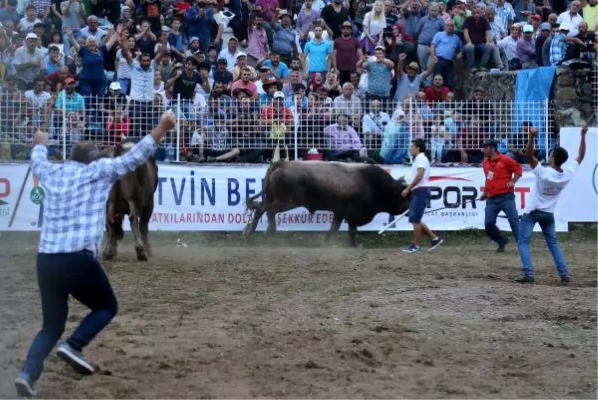 Türkiye Boğa Güreşi Şampiyonu Artvinli Cumali Oldu