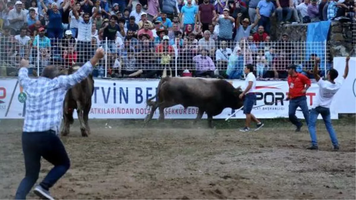 Türkiye Boğa Güreşi Şampiyonu Artvinli Cumali Oldu