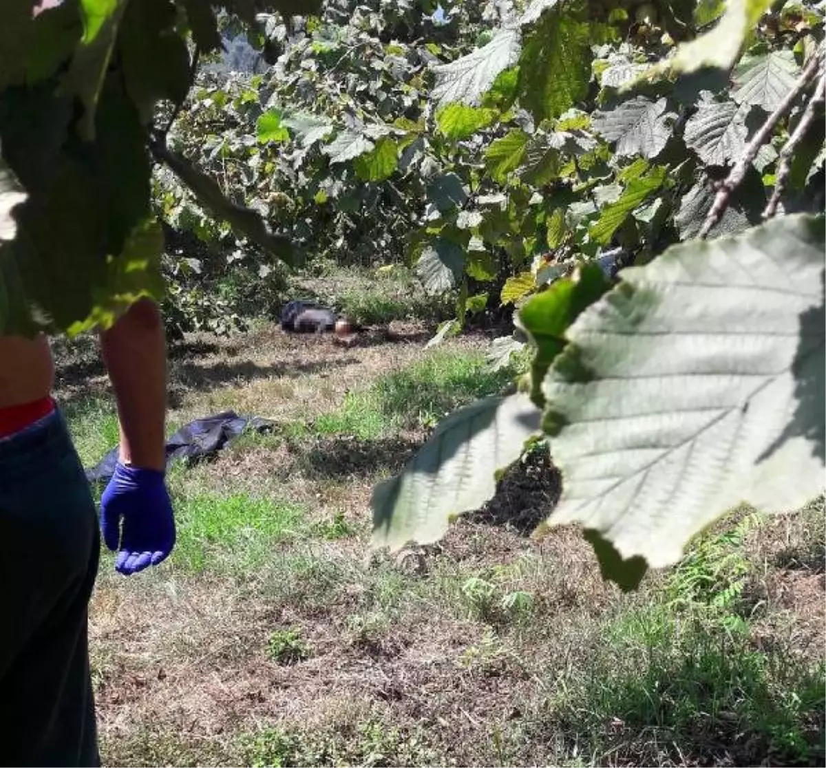 10 Gündür Aranan Gencin Fındık Bahçesinde Cesedi Bulundu