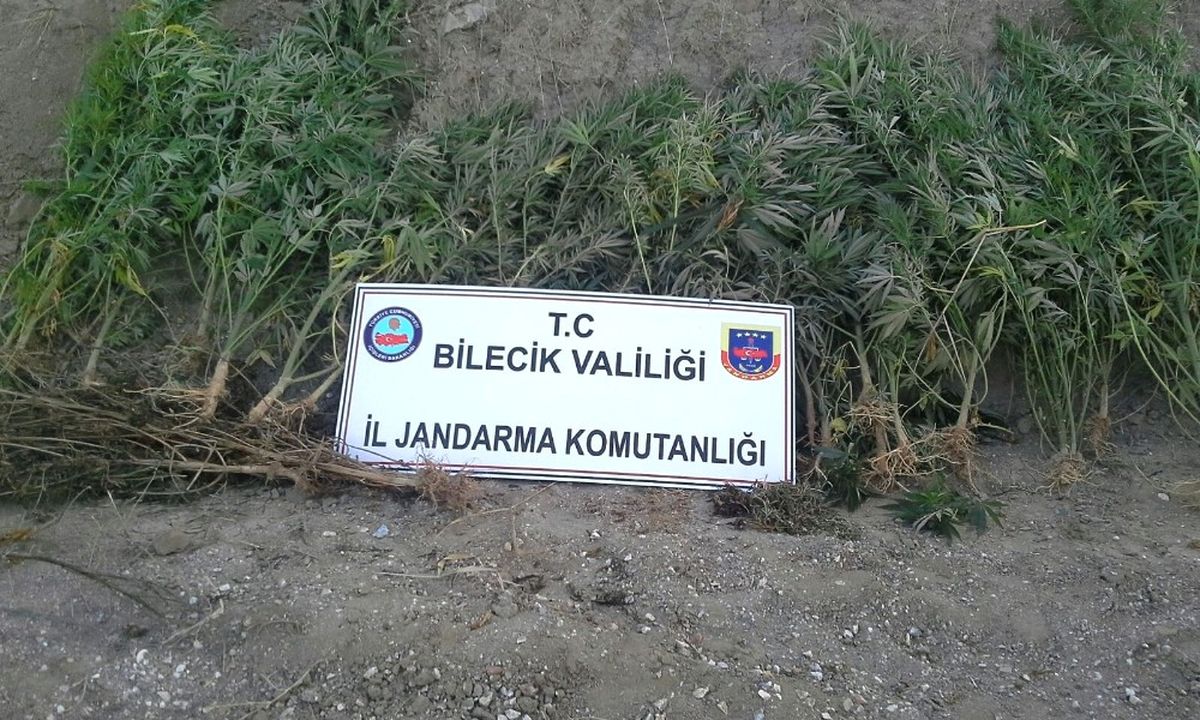 159 Kök Kenevir Bitkisi ve Bin 240 Gram Kubar Esrar Ele Geçirildi