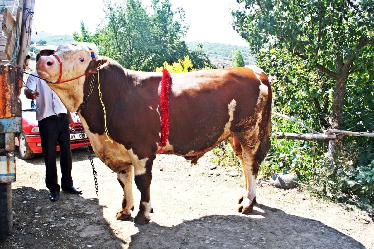 2 Tonluk Dev Kurbanlık