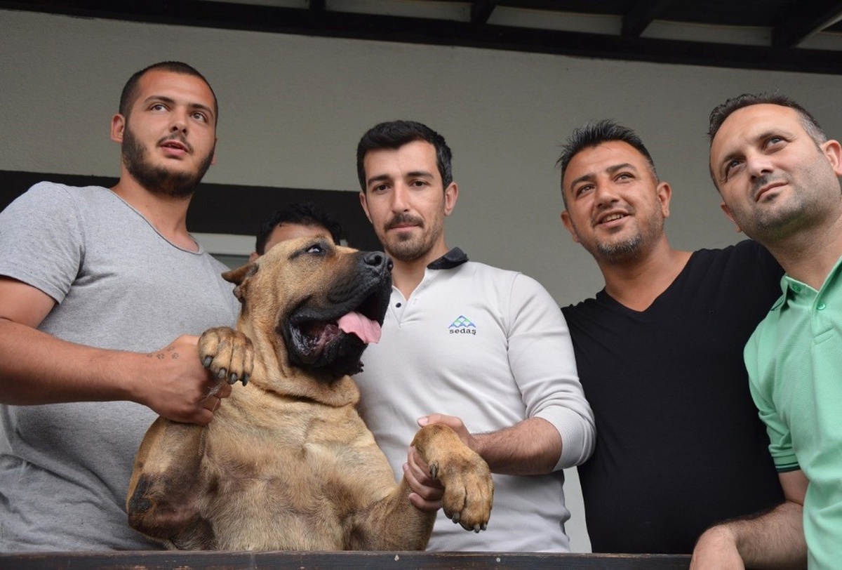 2016 Yılında 7 Sedaş Elamanını Köpek Isırdı