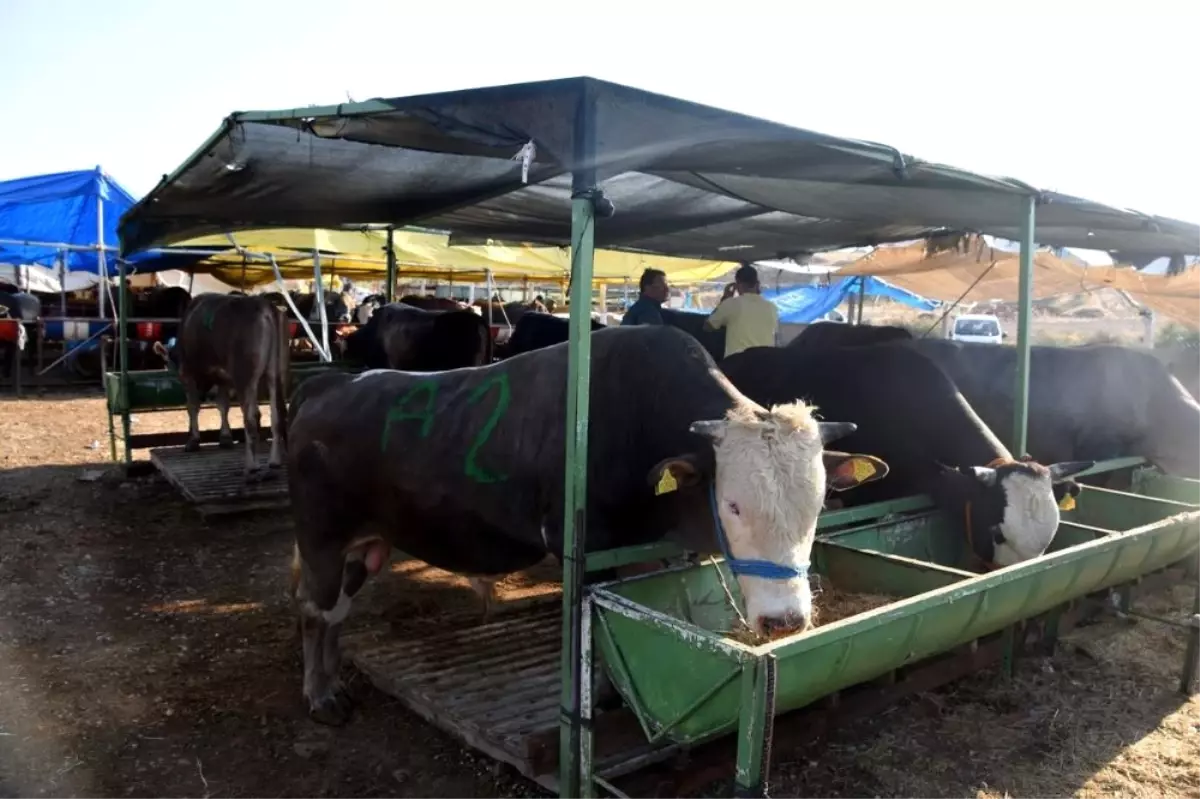 Aliağa\'da Kurban Kesim Yerleri ve Ücretler Açıklandı