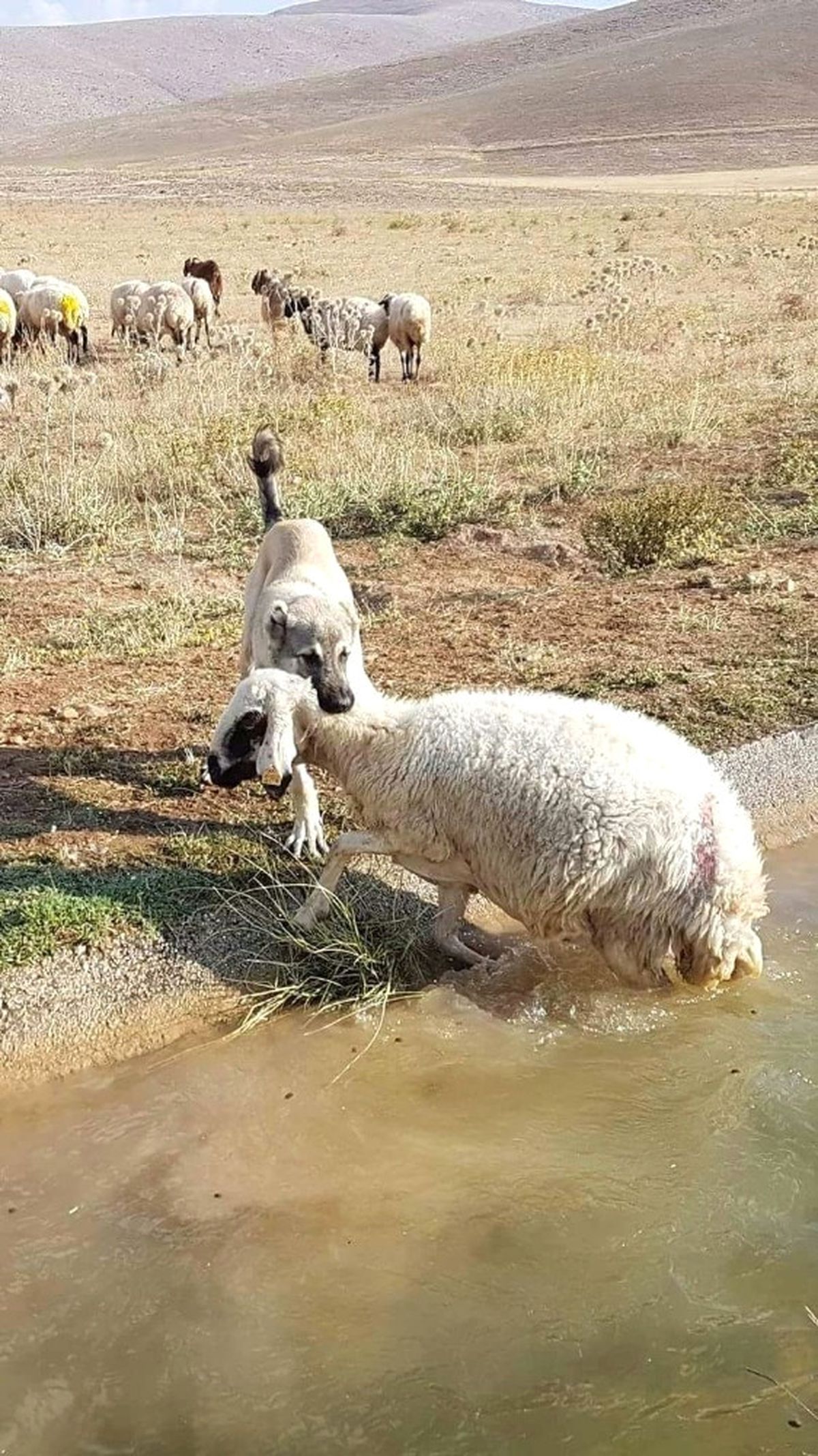 Anadolu Aslanı Boğulmakta Olan Koyunu Ölümden Kurtardı.