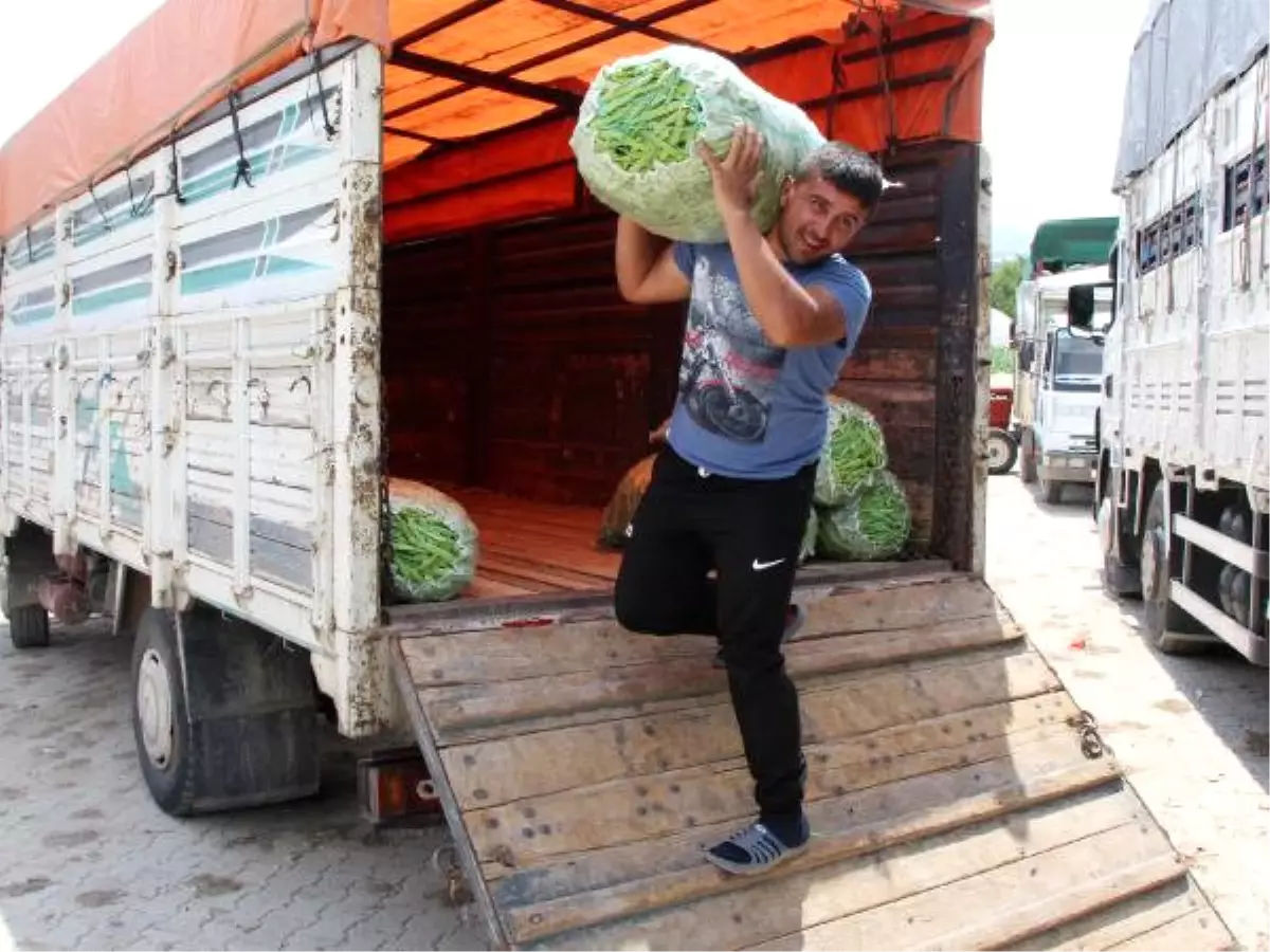 Burdurlu Fasulye Üreticisinin Yüzü Güldü