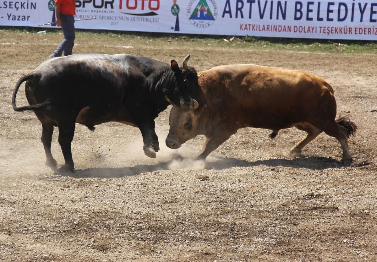 Ege\'nin Şampiyon Boğaları Artvin\'de Türkiyebirinciliği İçin Arenaya Çıktı