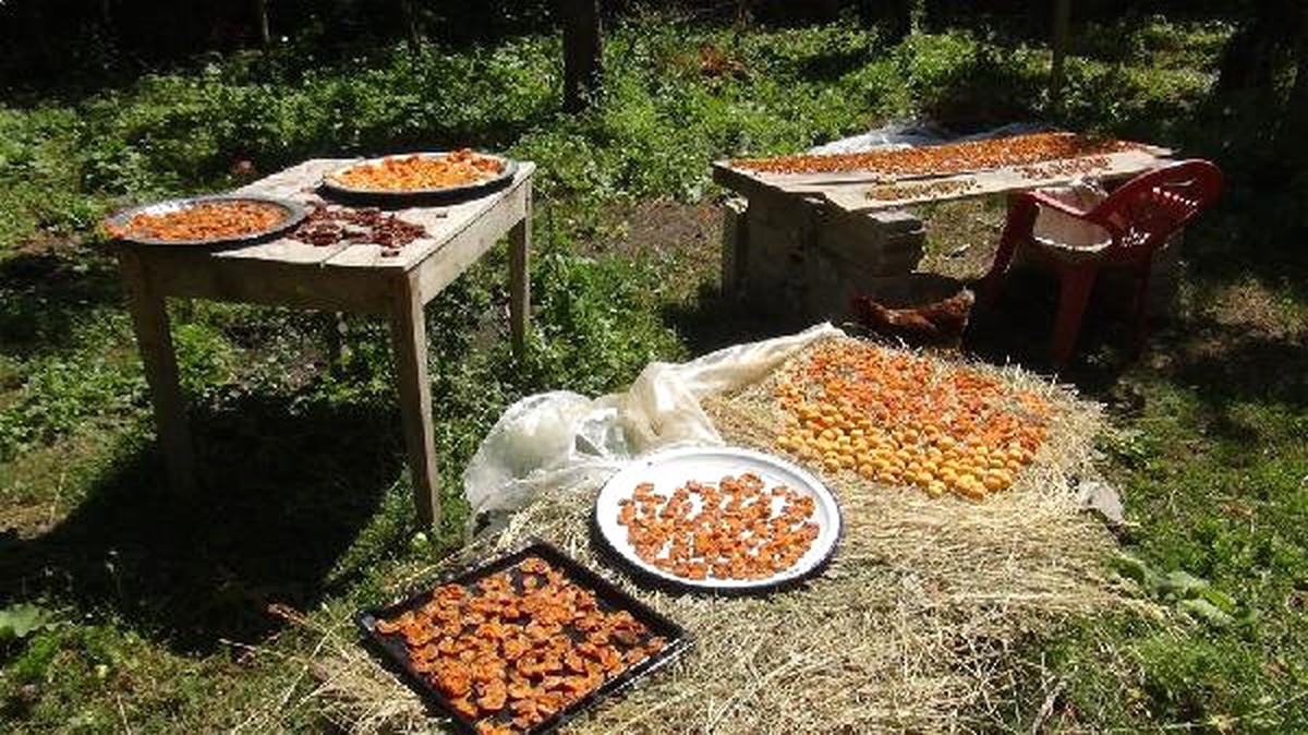 Kağızmanlı Üretici Kayısıyı Kurutuyor