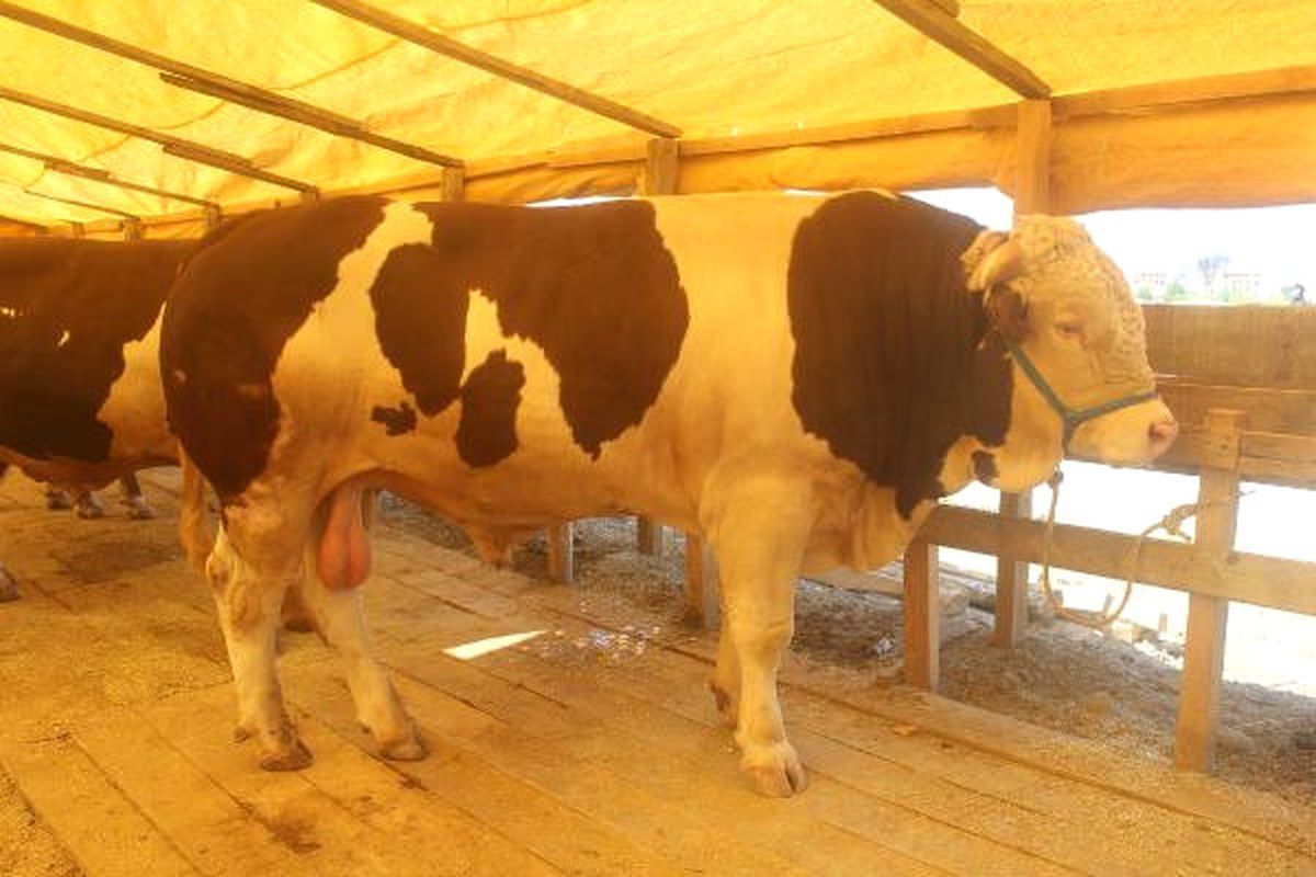 Kurbanlık Boğa 23 Bin Liraya Satıldı