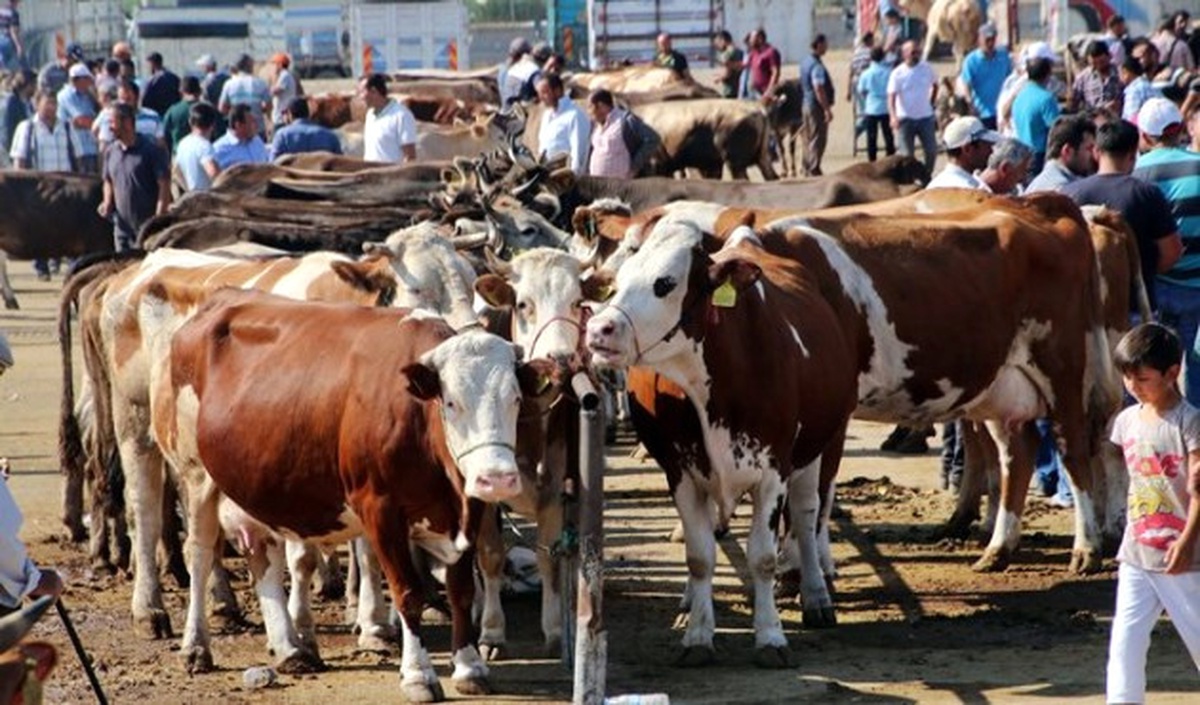 Kurbanlık Fiyatında Değişim Beklenmiyor
