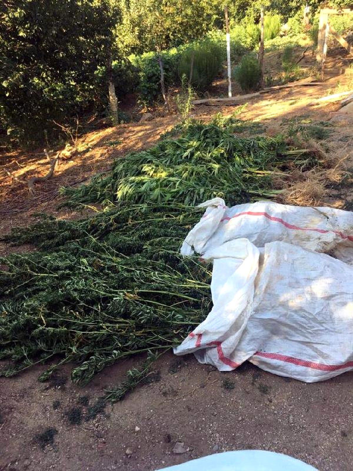 Nazilli\'de 10 Kilo Esrar Ele Geçirildi