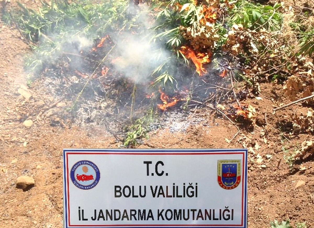 Ormanlık Alana Ekilmiş 254 Kök Hint Keneviri Ele Geçirildi