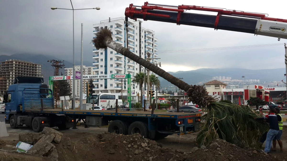 Pac Meydanı\'ndaki Palmiyeler Özenle Taşınıyor