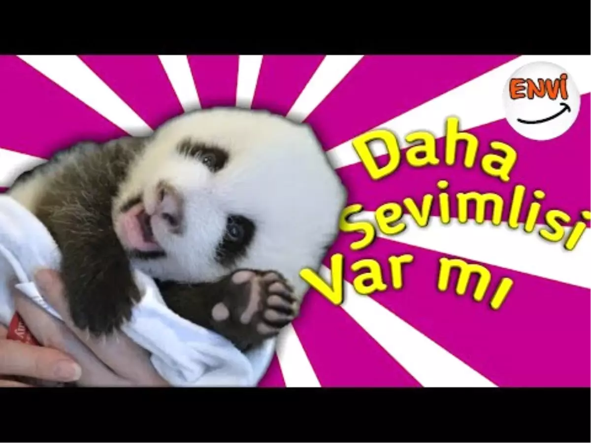 Panda Sevenler Buraya | En Güzel ve Komik Panda Videoları ?? Komik Hayvanlar