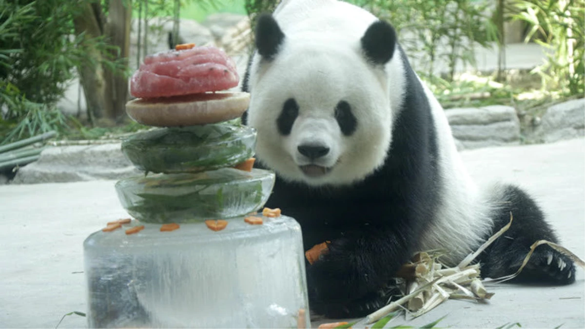 Panda Sijia 11. Doğum Gününü Bin 500 ziyaretçiyle Birlikte Kutladı