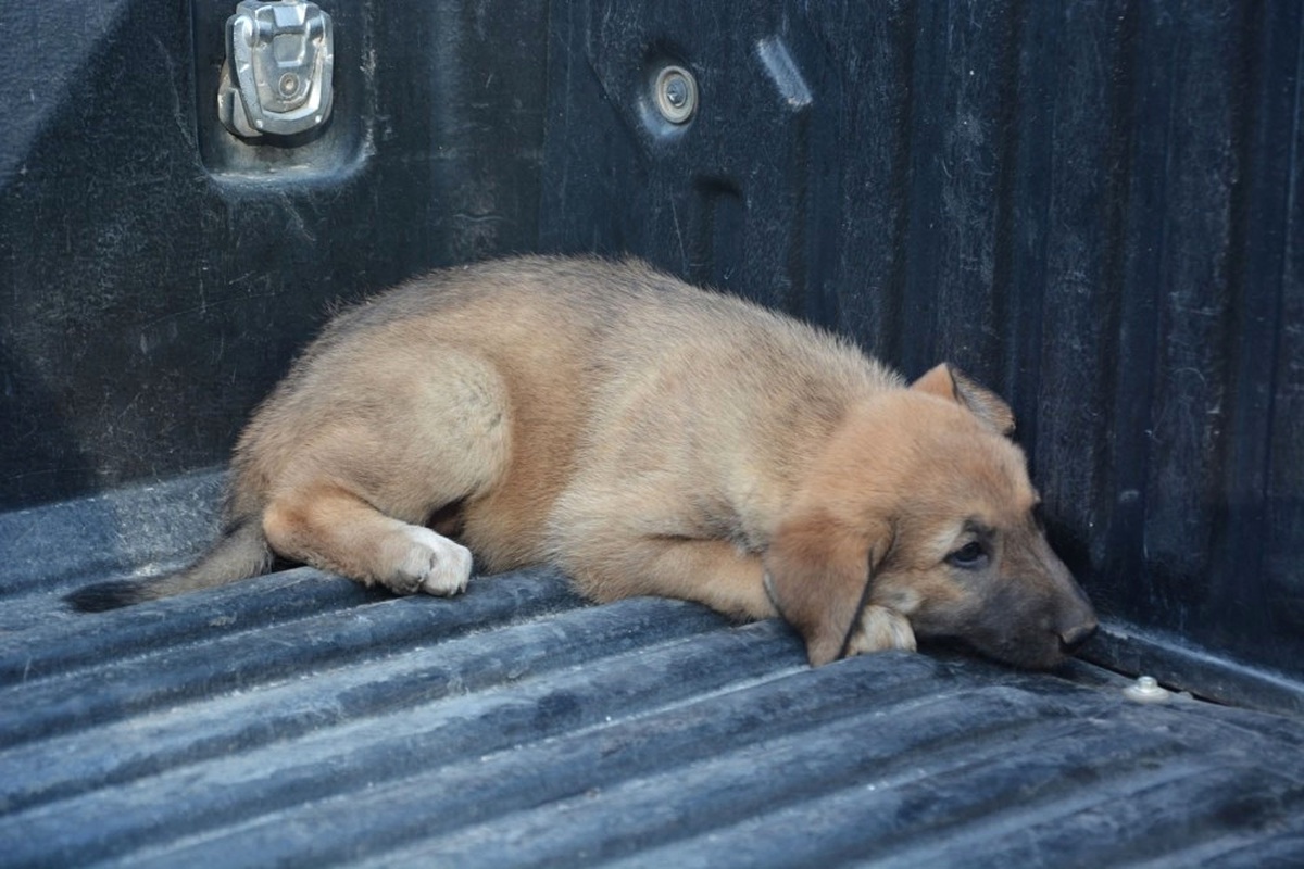 Savaştan Kaçan Sokak Köpekleri Toplanıyor