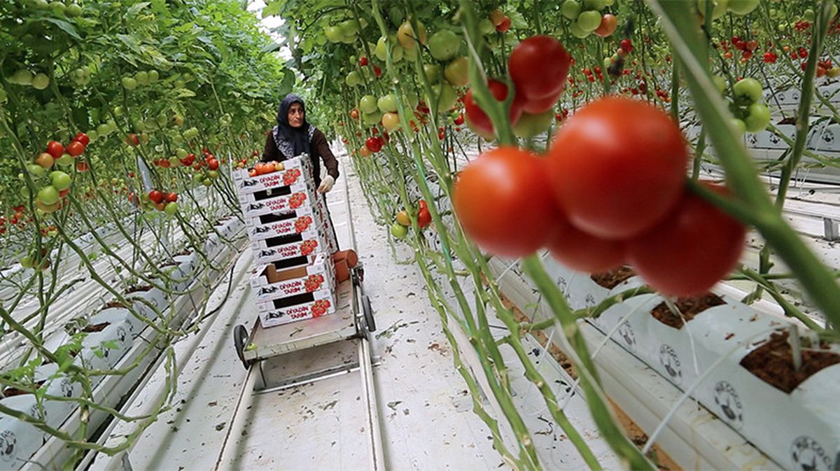 Tarım- Üfe Temmuz Ayında %2,28 Azaldı