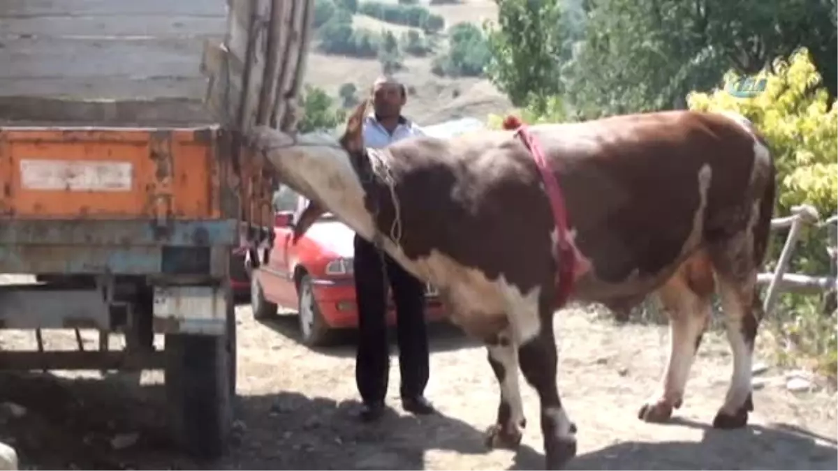 30 Bin TL Değerinde 2 Tonluk Dev Kurbanlık