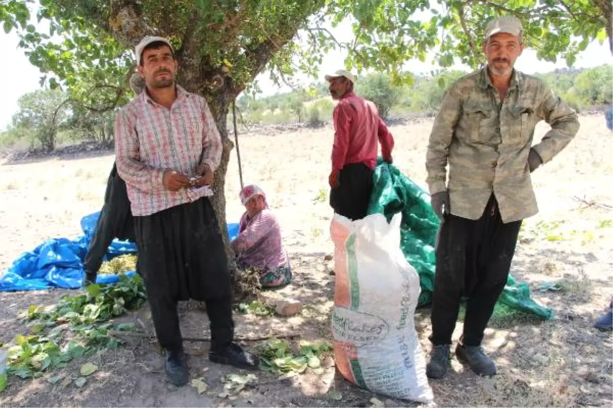 Antep\'ten Fıstık Toplamak İçin Manisa\'ya Geliyorlar