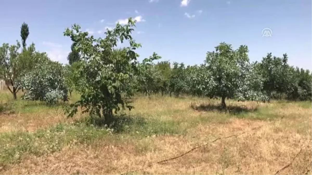 Cevizdeki Sıcaklık Stresine "Kaolin Kili" Çözümü