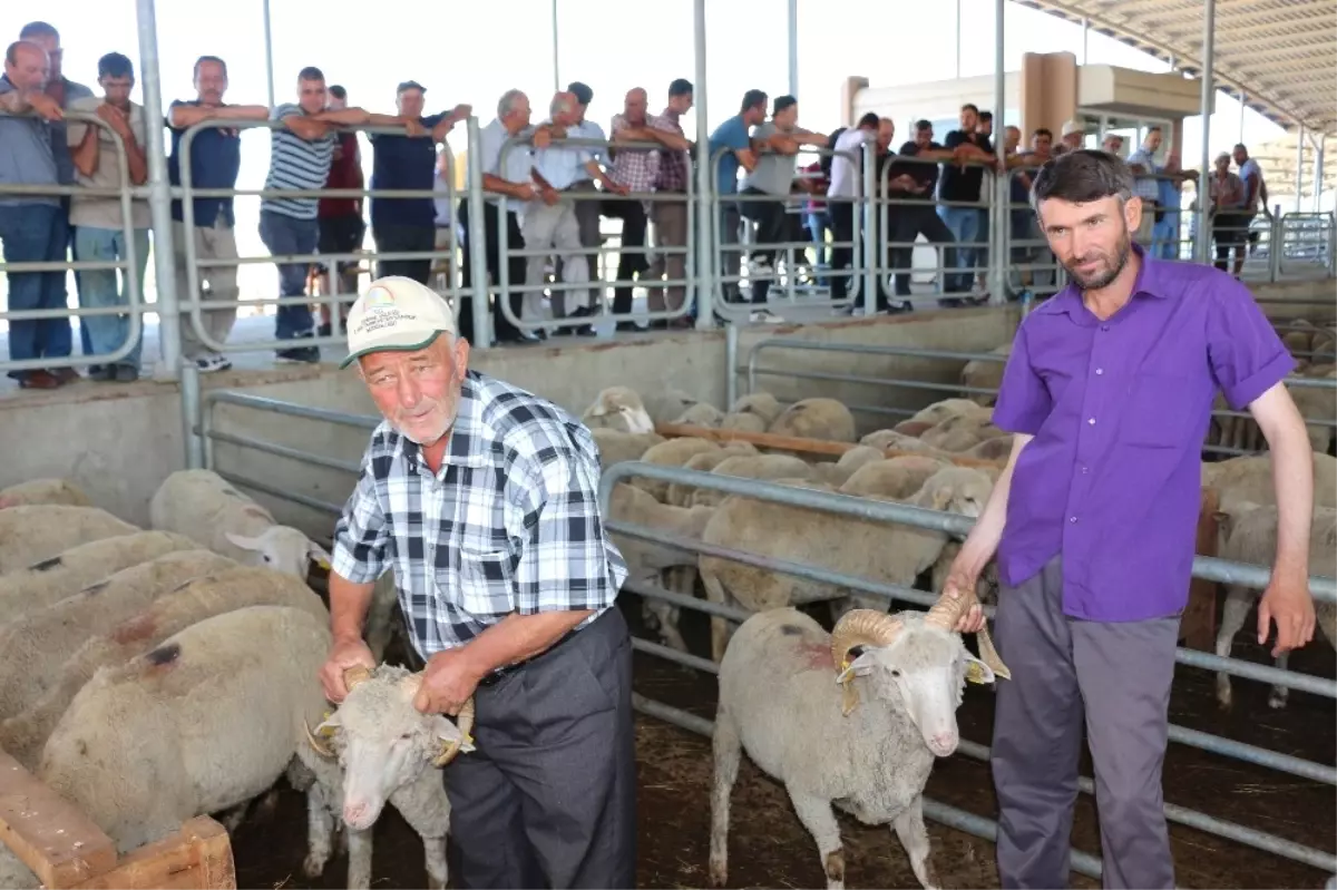 Edirne\'de 3 Bin 585 İşletmede 331 Bin Adet Küçükbaş Hayvan Yetiştiriliyor