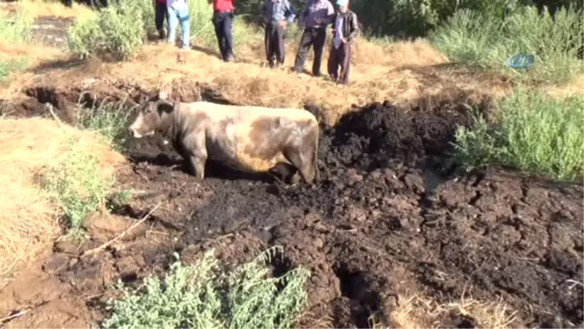 Gübreye Batan İneği İtfaiye Kurtardı