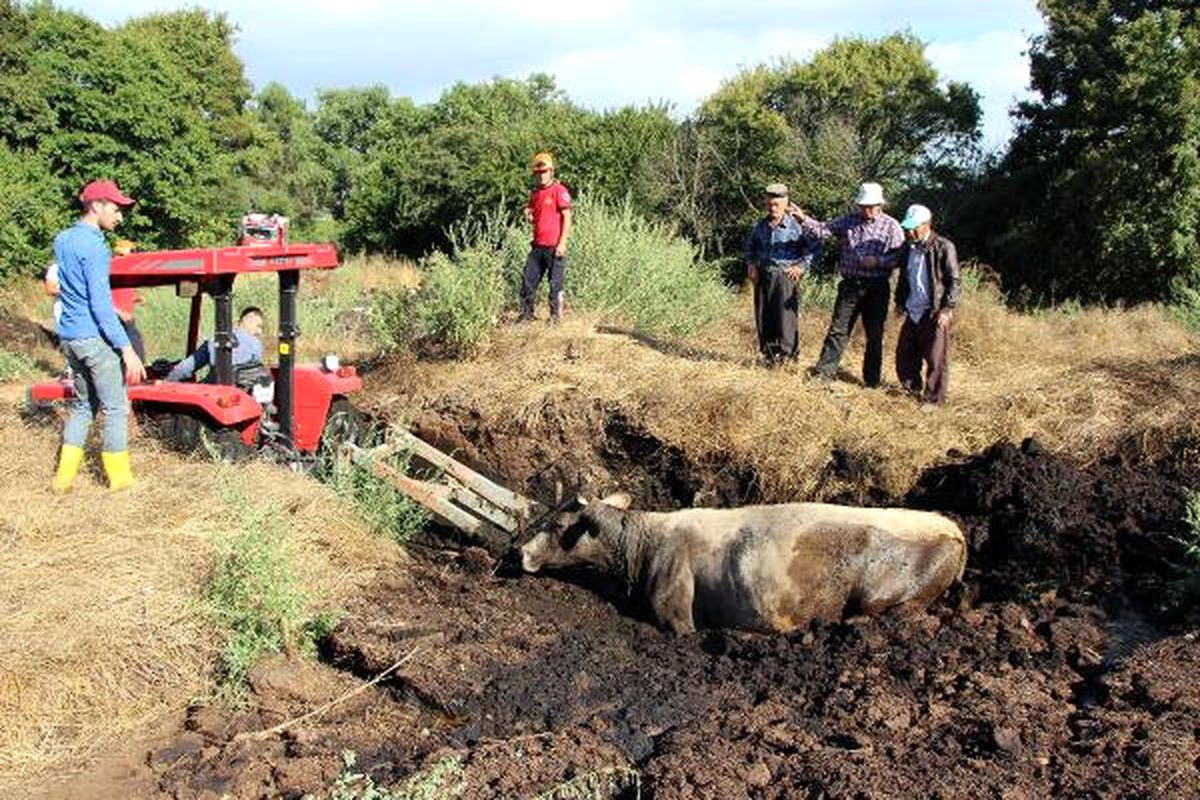 Gübreye Saplanan İneği İtfaiye ve Köylüler Kurtardı