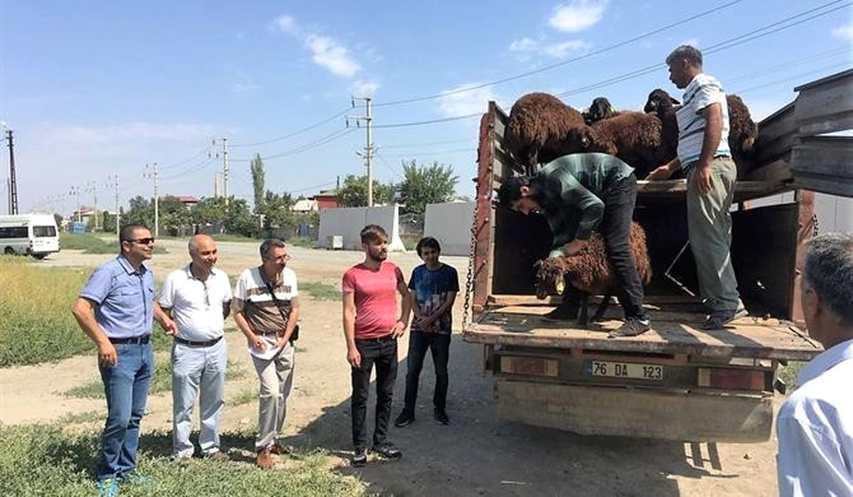 Iğdır\'da Genç Çiftçilere Hayvan Dağıtımı