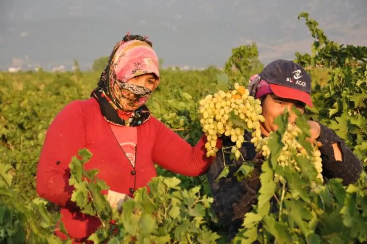 İslahiye\'de Üzüm Hasadına Başlandı