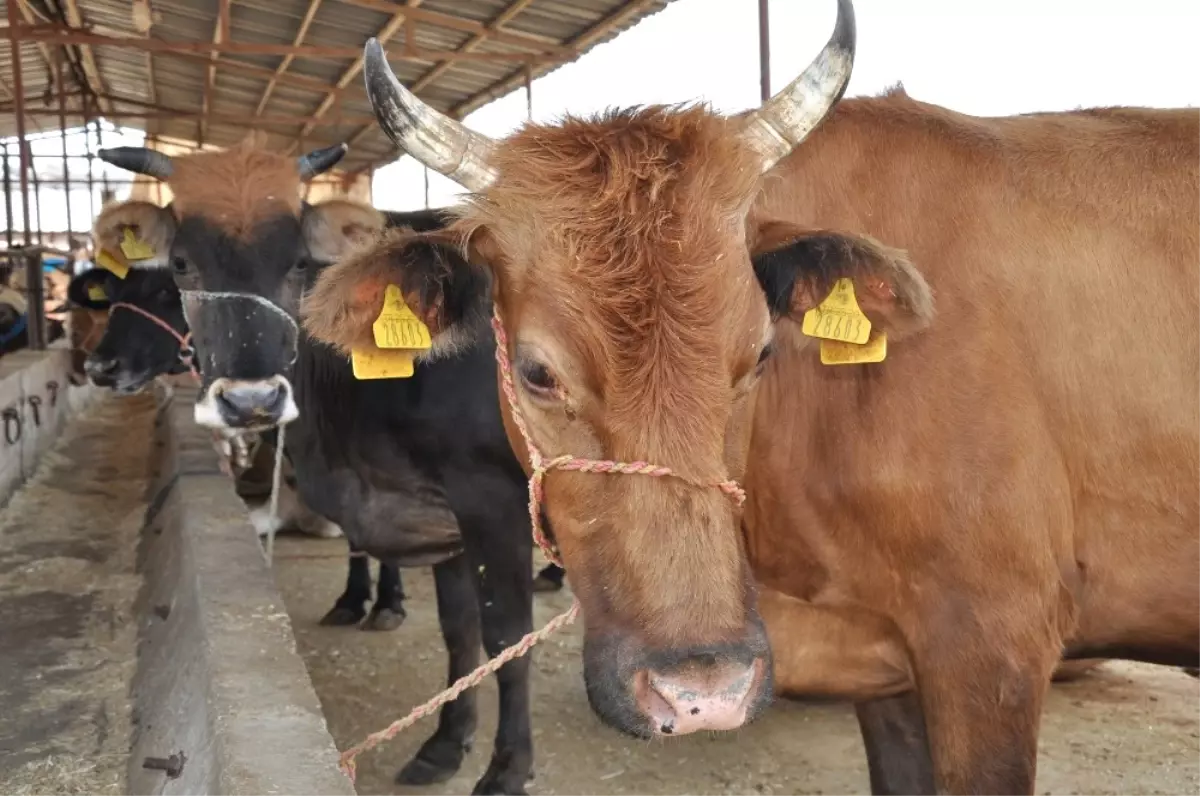 Kurban Alırken Bunlara Dikkat