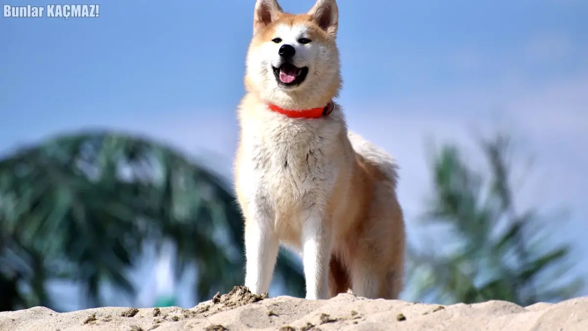 Sahip Olmanız İçin Zengin Olmanız Gereken Köpek Cinsleri