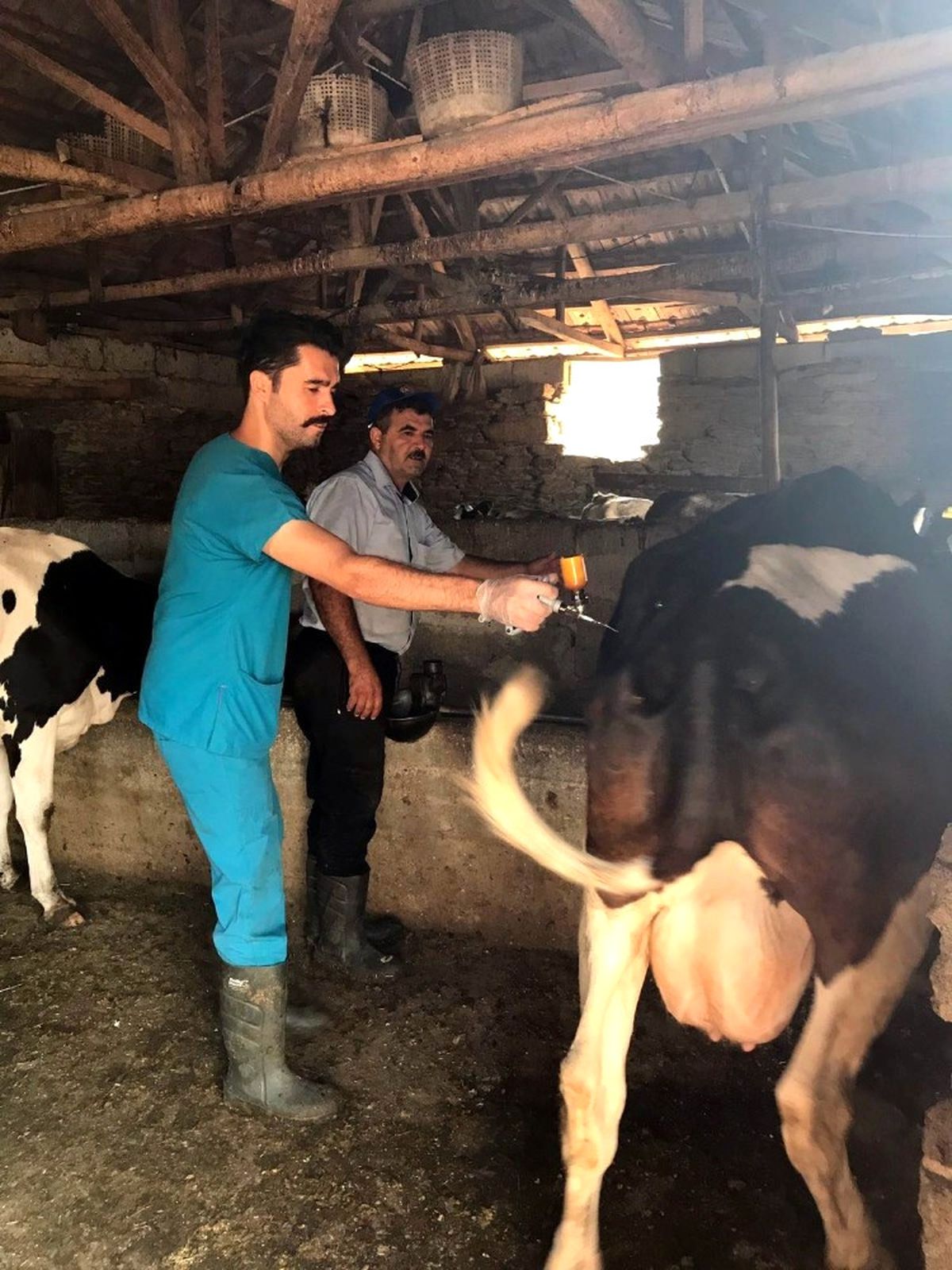 Şap Hastalığından Ari Hale Geliyor