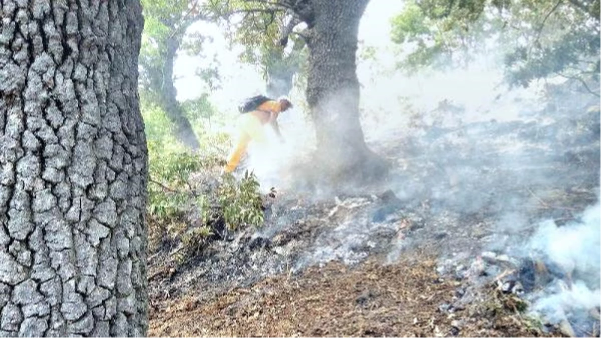 Tunceli\'deki Orman Yangınları Kontrol Altına Alındı