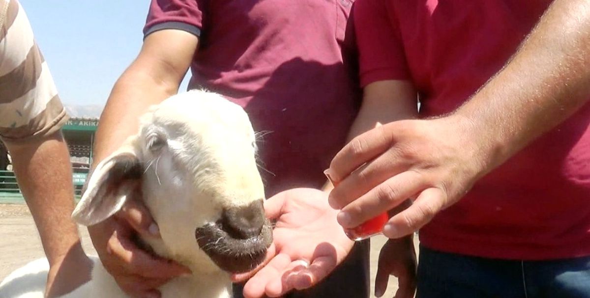 Biri Çeşmeden Su İçiyor, Diğeri Bardak Bardak Çay