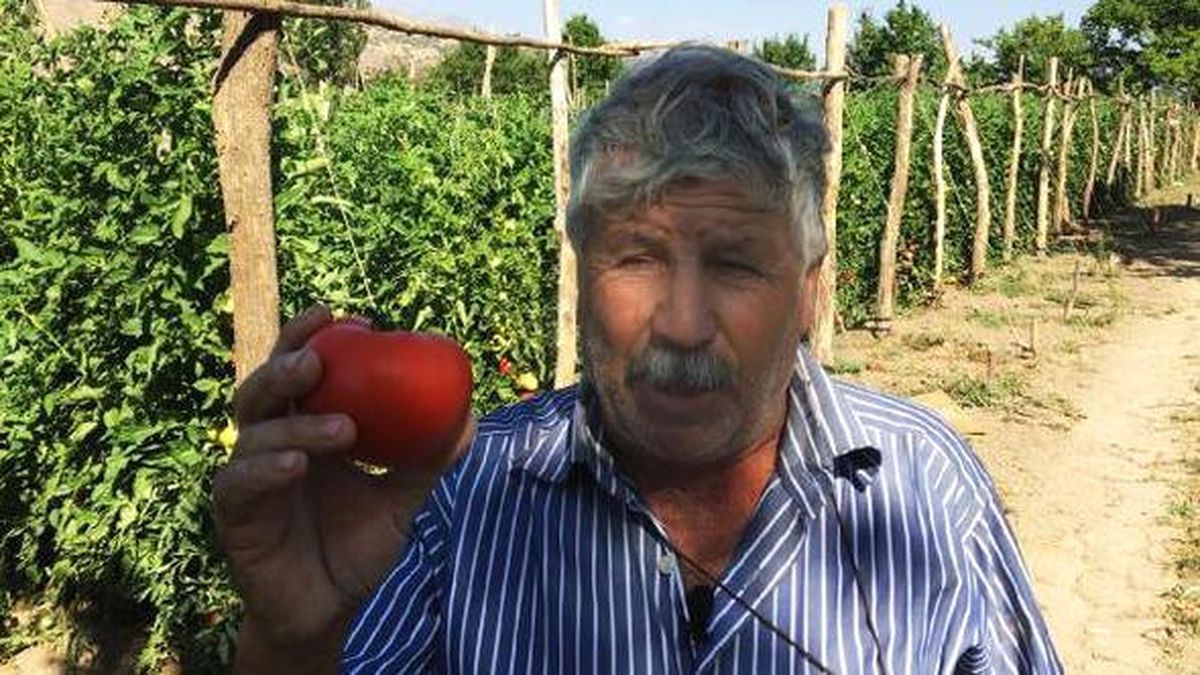 Erzincan\'da Domates 50 Kuruş
