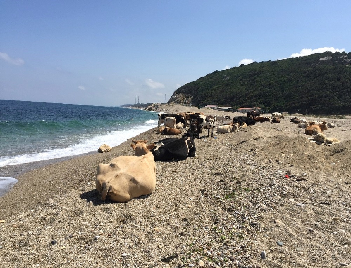 Kurban Öncesi Sıcaktan Bunalan İnekler Plaja İndi