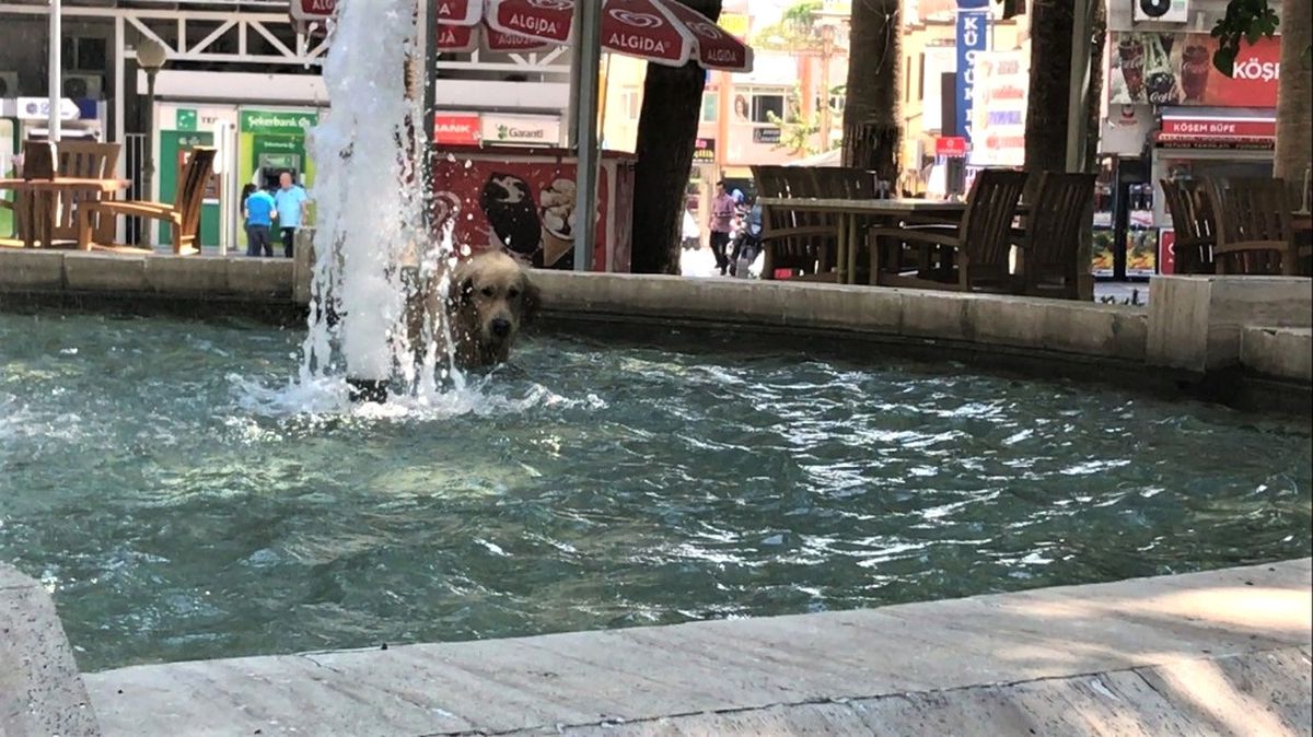 Sıcaktan Bunalan Köpek Serinlemek İçin Süs Havuzuna Girdi