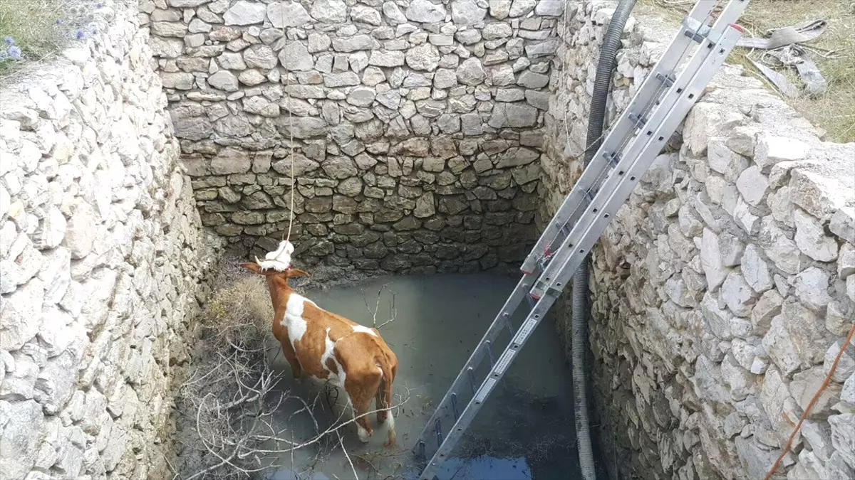 Su Kuyusuna Düşen İnek Kepçeyle Çıkarıldı