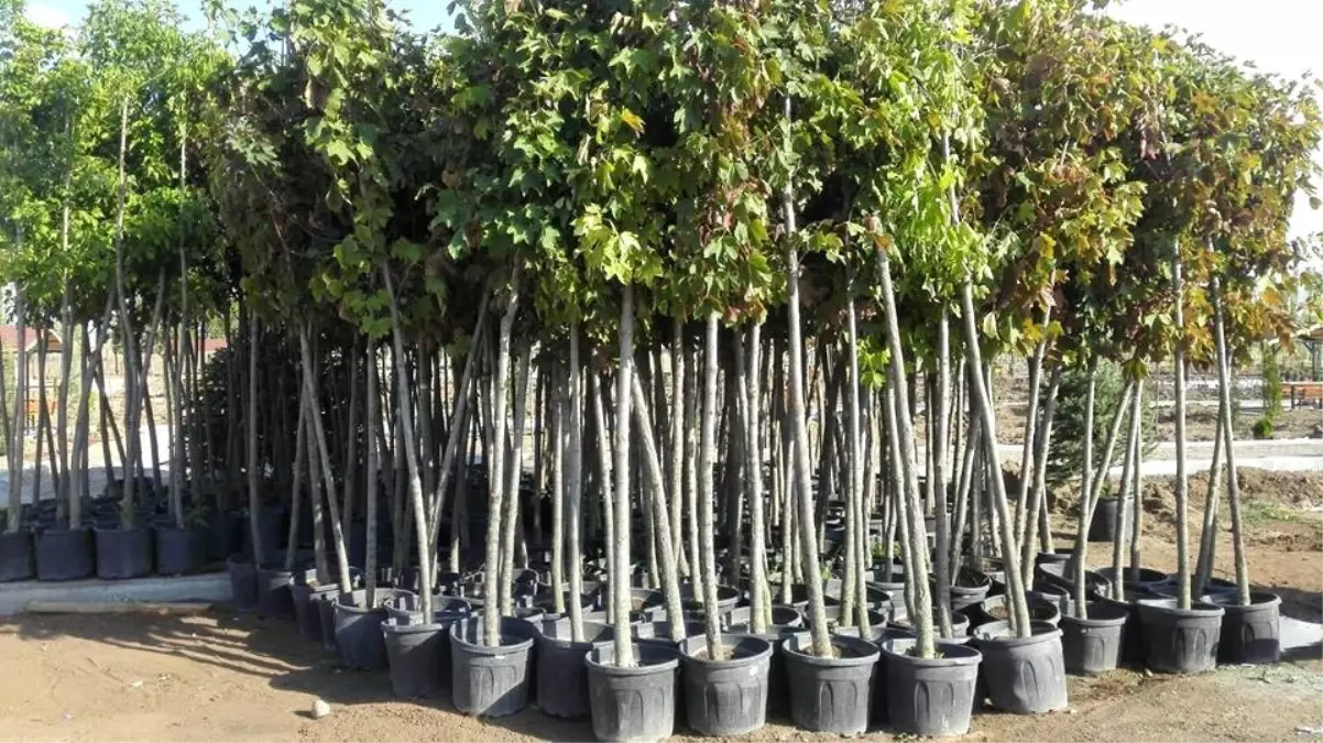 Sungurlu\'da 7 Bin 500 Fidan Toprakla Buluştu