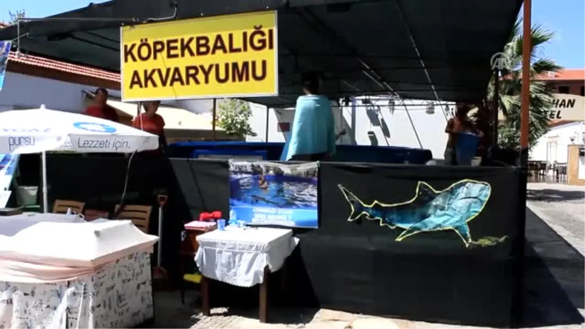 Turistlerin Köpek Balıklarıyla Yüzme Keyfi