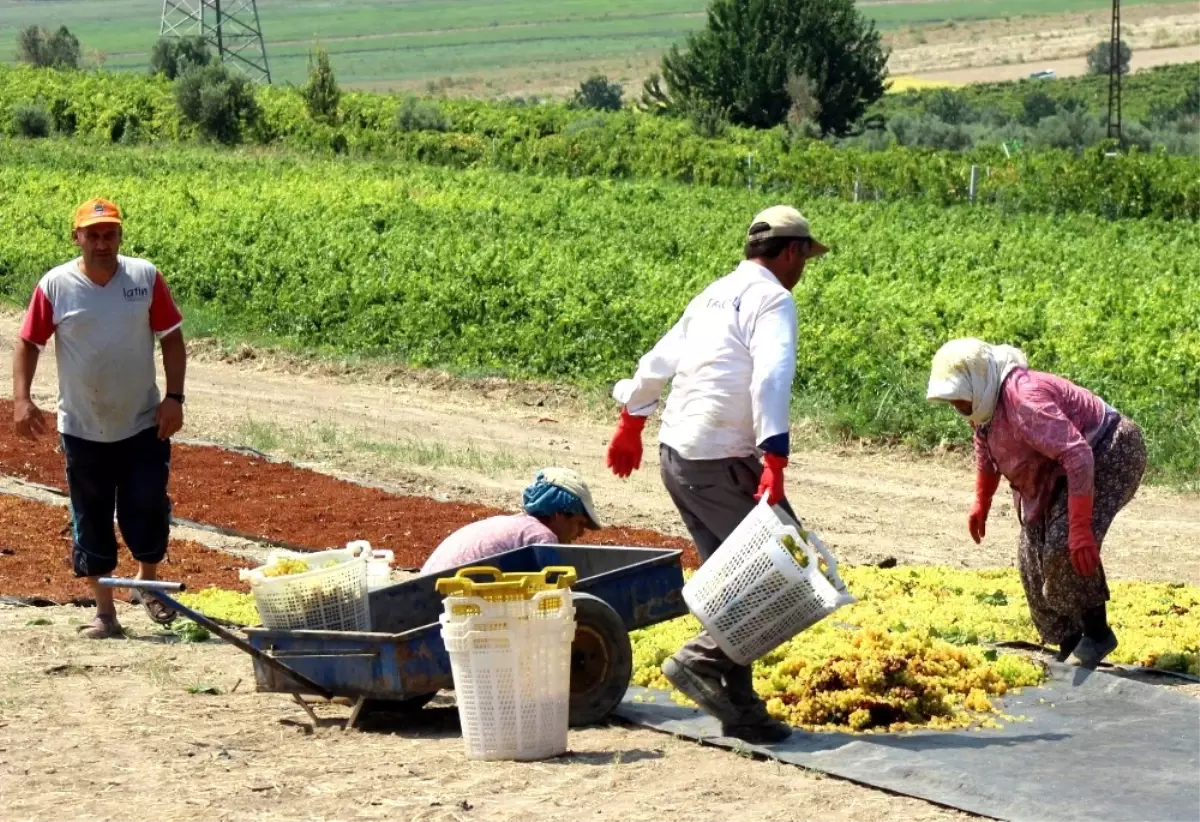 Üzüm Üreticisine \'Erken Hasat\' Uyarısı