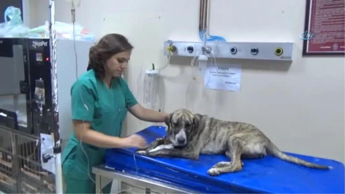 Zehirlenen Köpeği Taksi ile Hastaneye Yetiştirdi