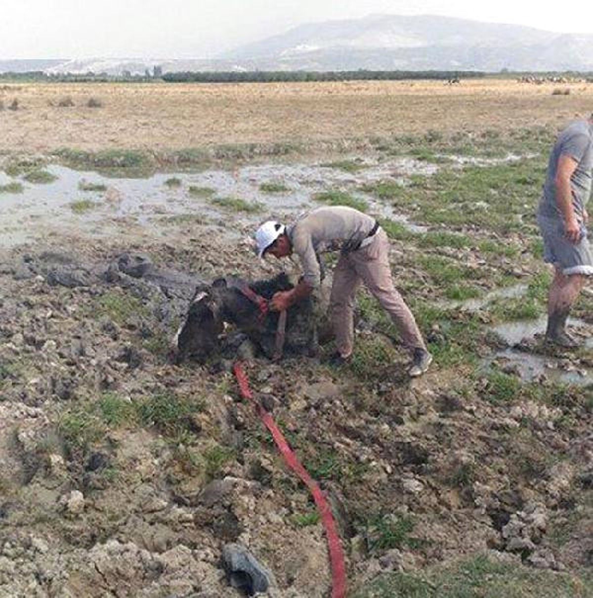 Bataklığa Saplanan İneği İtfaiye Kurtardı