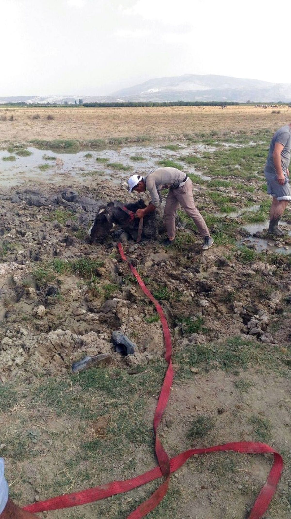 Bataklığa Saplanan İneği İtfaiye Kurtardı