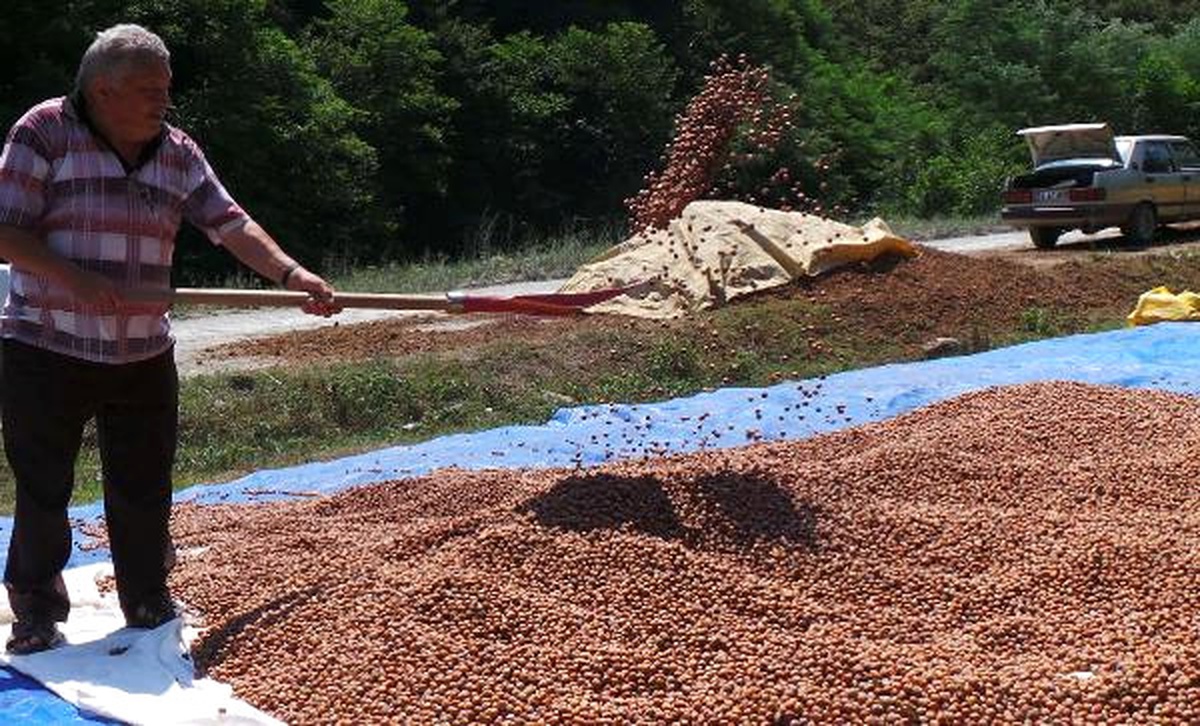 Fındık Üreticisi En Az 13 Lira Fiyat Bekliyor
