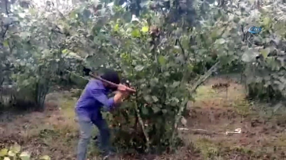 Fındık Üreticisinin Fiyat Tepkisi
