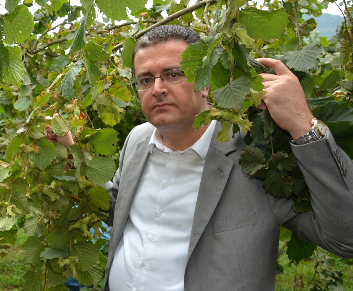 Fındıkta Makineli Hasat Maliyeti Düşürüyor