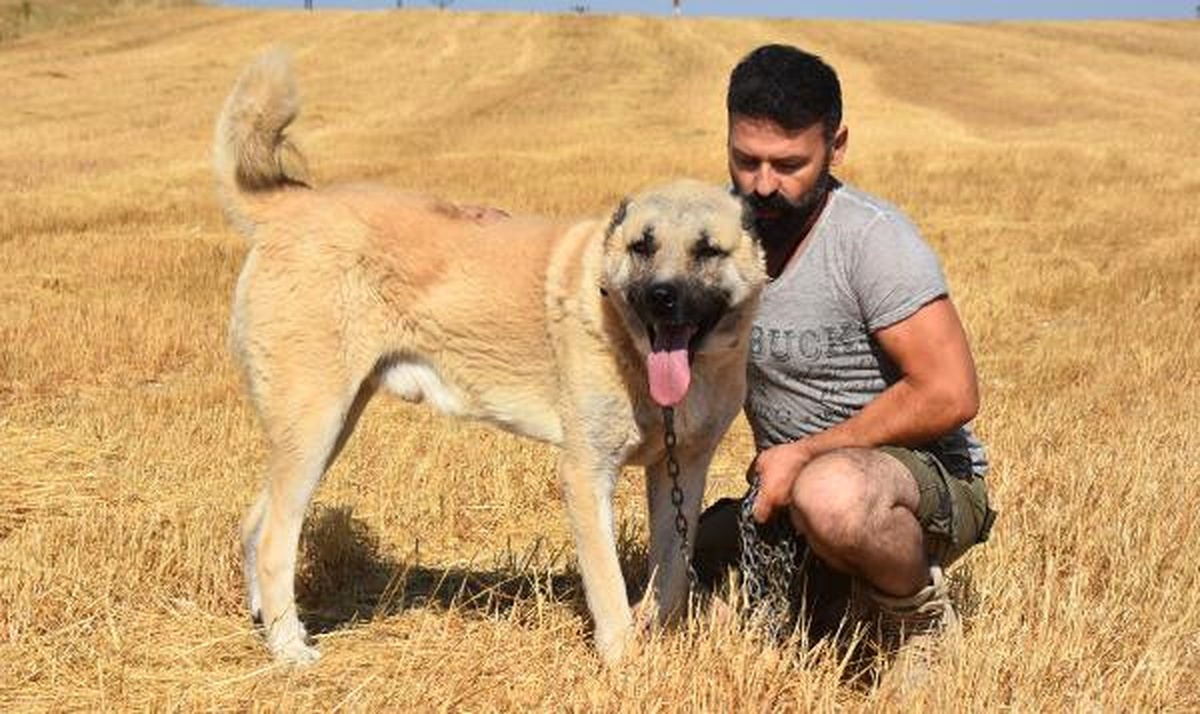 Kangal\'ın Coğrafi İşaret Tescili İçin Yeni Başvuru Hazırlığı