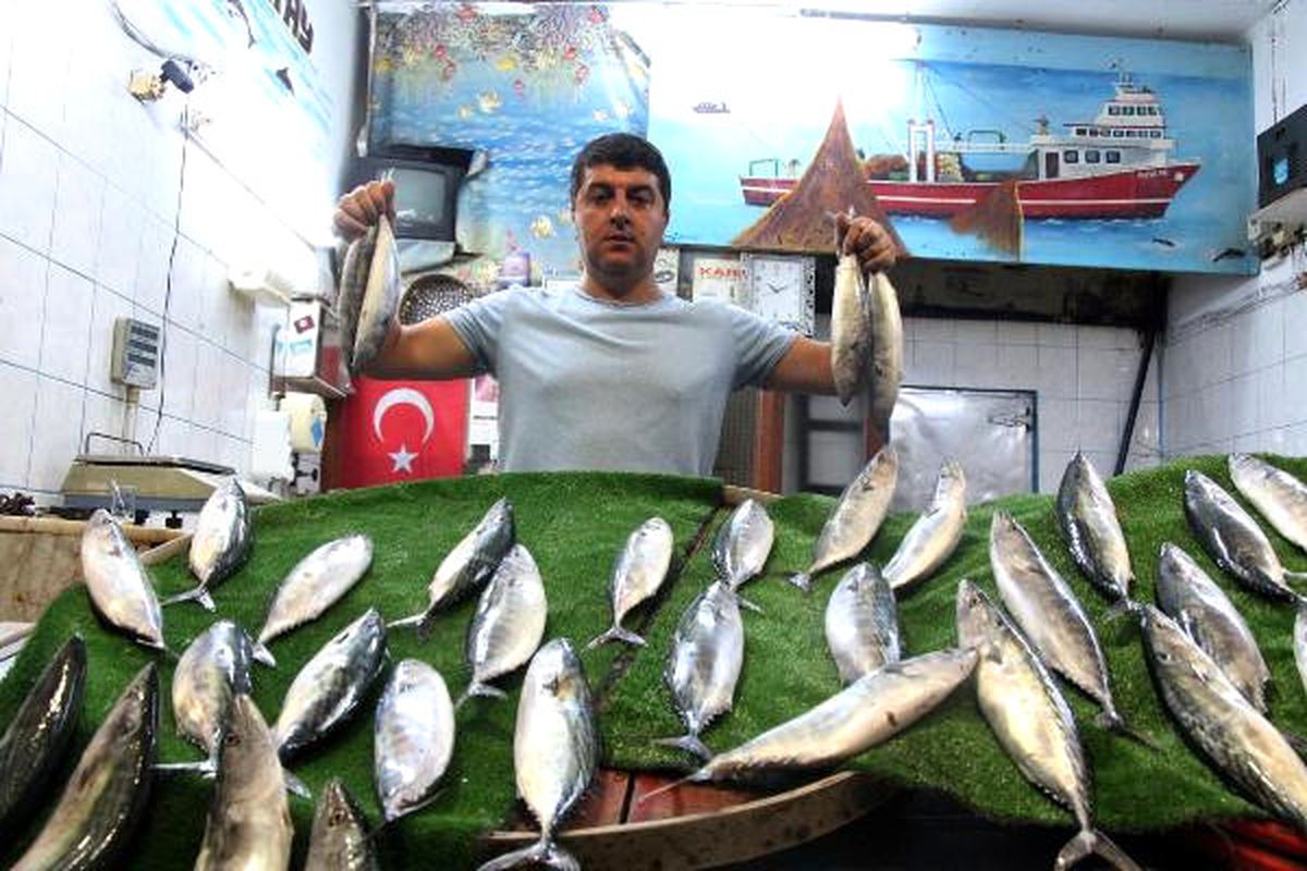 Karadeniz\'de Palamut Bereketi