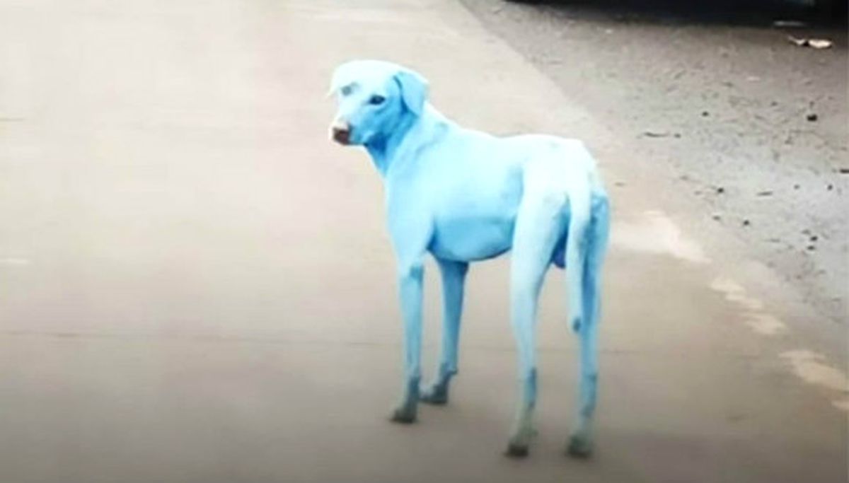 Köpeklerin Rengi Mavileşiyor!